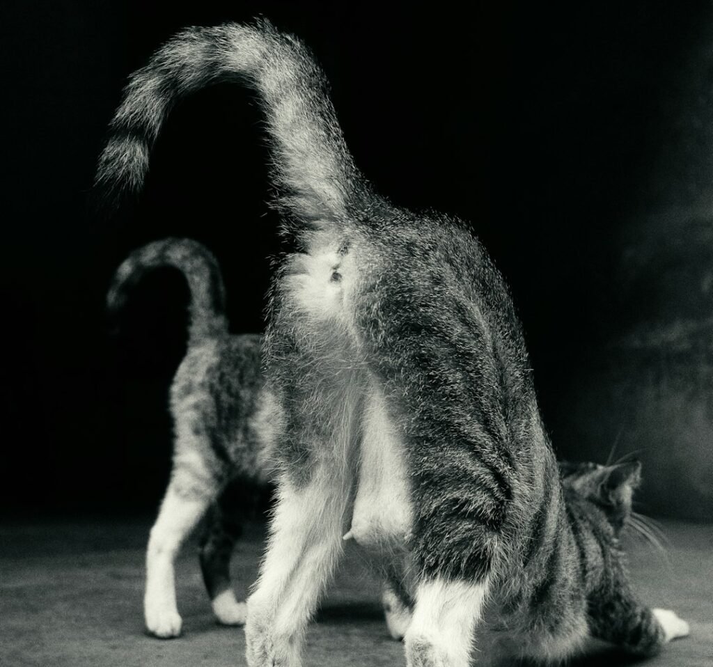 It's Not Always About Affection, Though