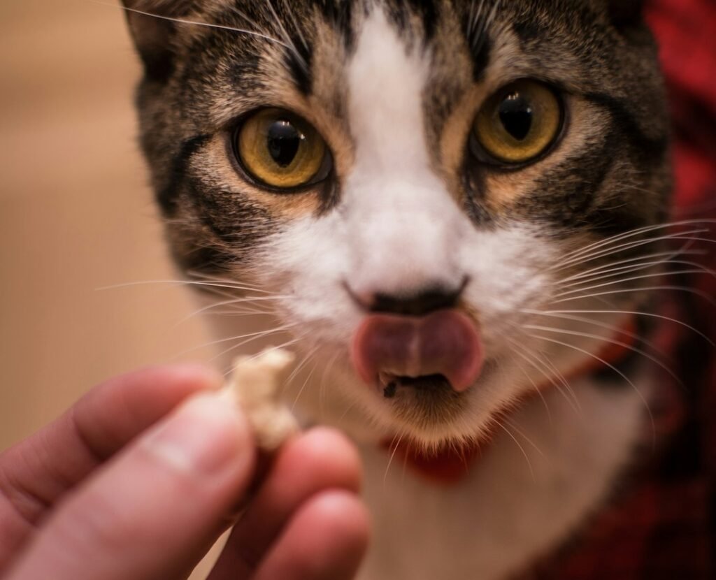 Bones and Fat Trimmings