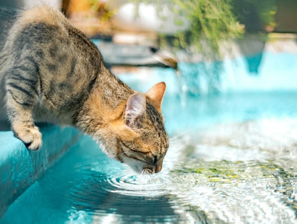 Certain Breeds Actually Enjoy Getting Wet