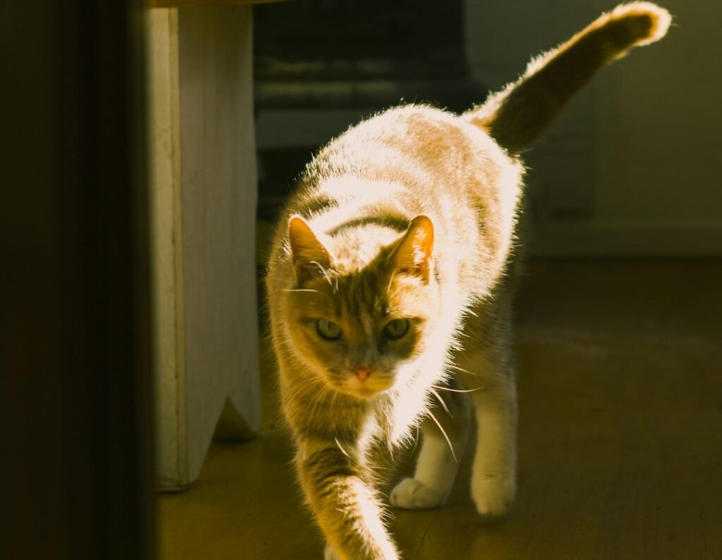 The Science Behind the Speed Demon