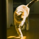 Why Your Cat's 'Zoomies' Are a Sign of Pure Joy, Not Just Excess Energy