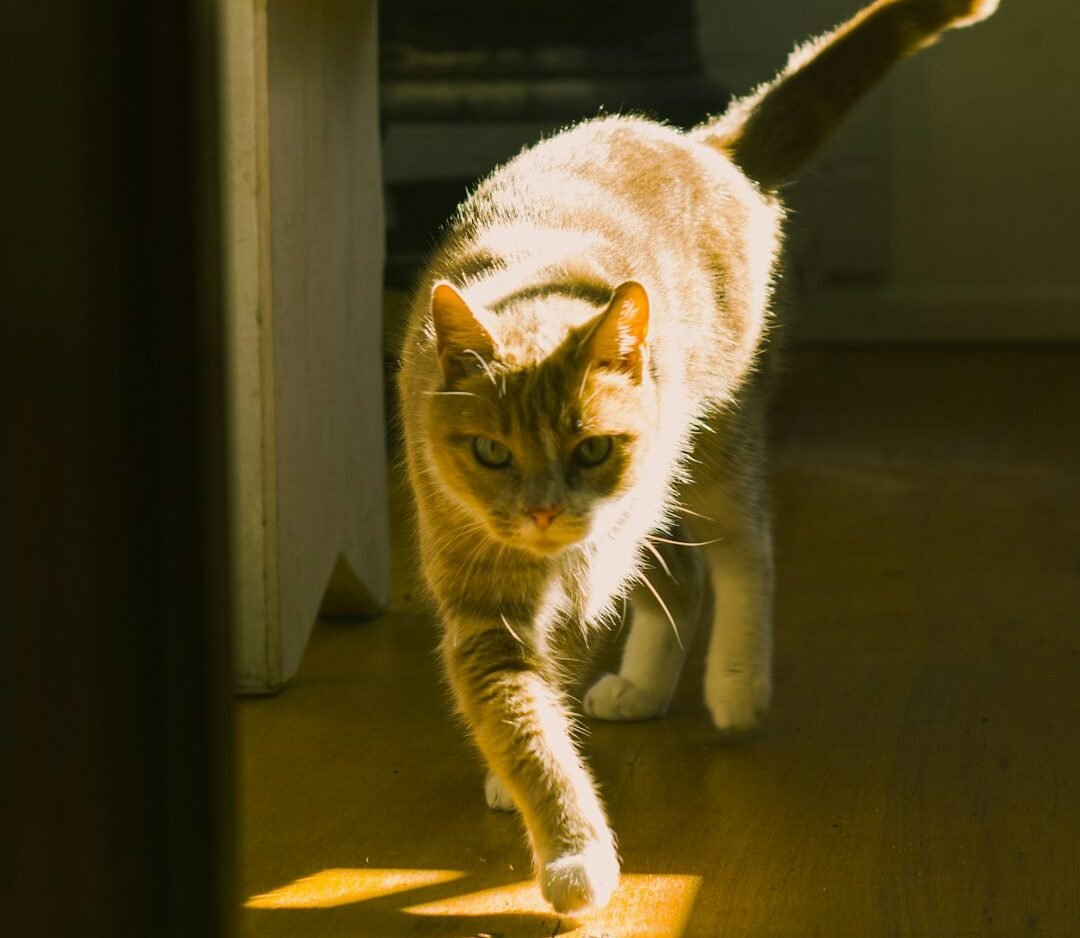 Why Your Cat's 'Zoomies' Are a Sign of Pure Joy, Not Just Excess Energy