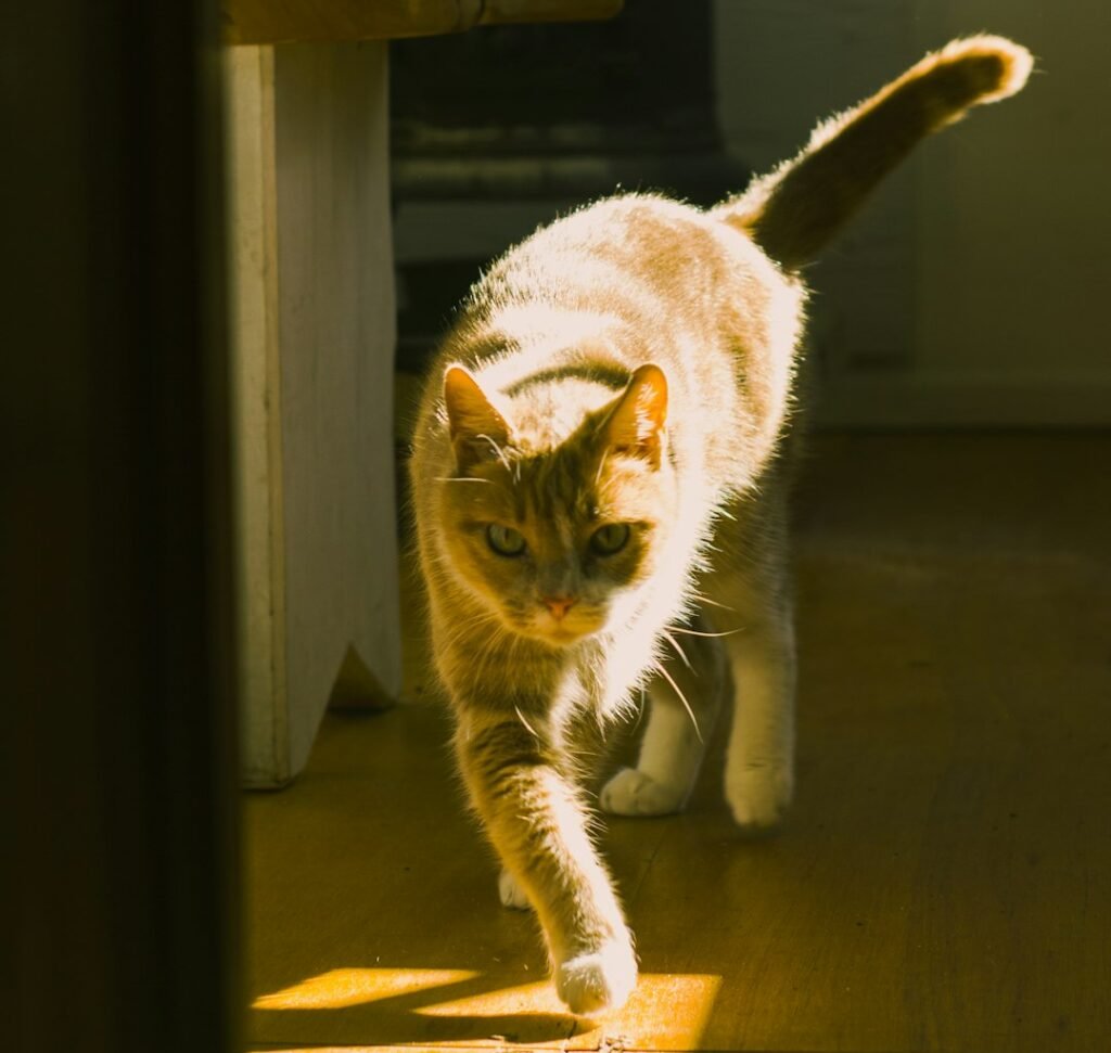 The Sudden Burst of Wild Energy (AKA the Zoomies)