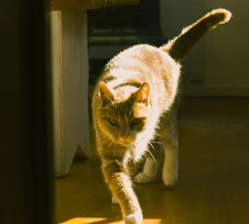 The Zoomies Zone (Because Random Is Good)