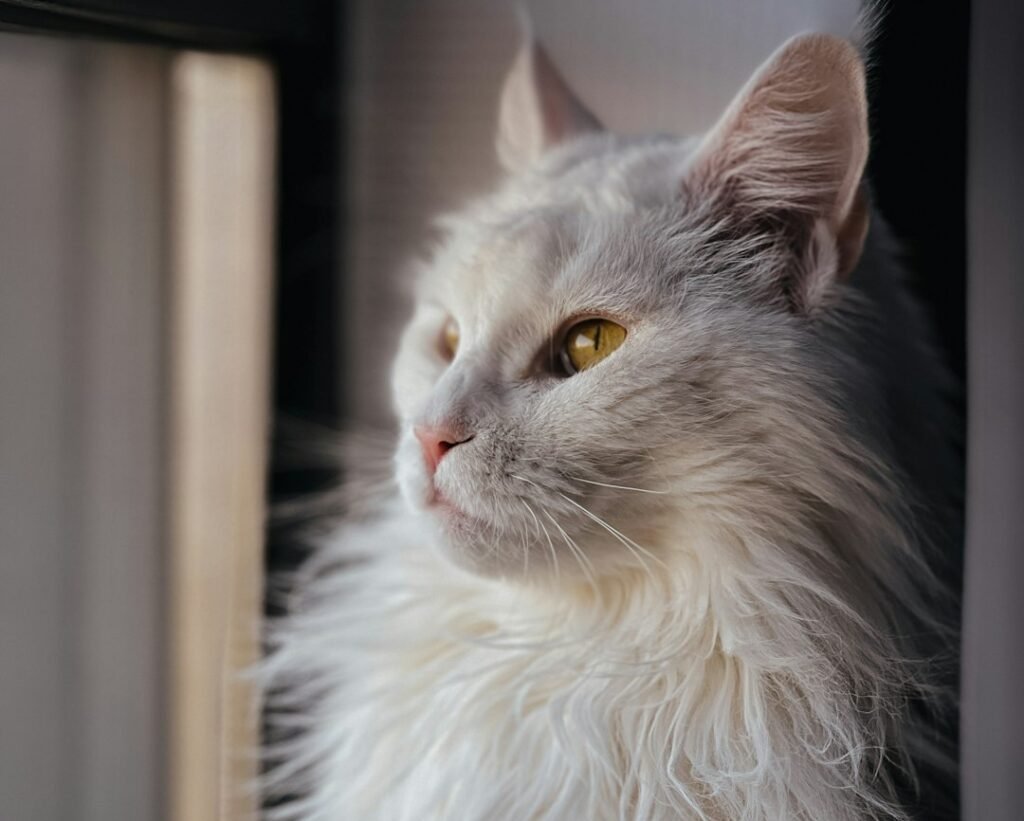 Understanding Their Health Needs