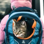 8 Most Cat Friendly Cities To Vacation In The US