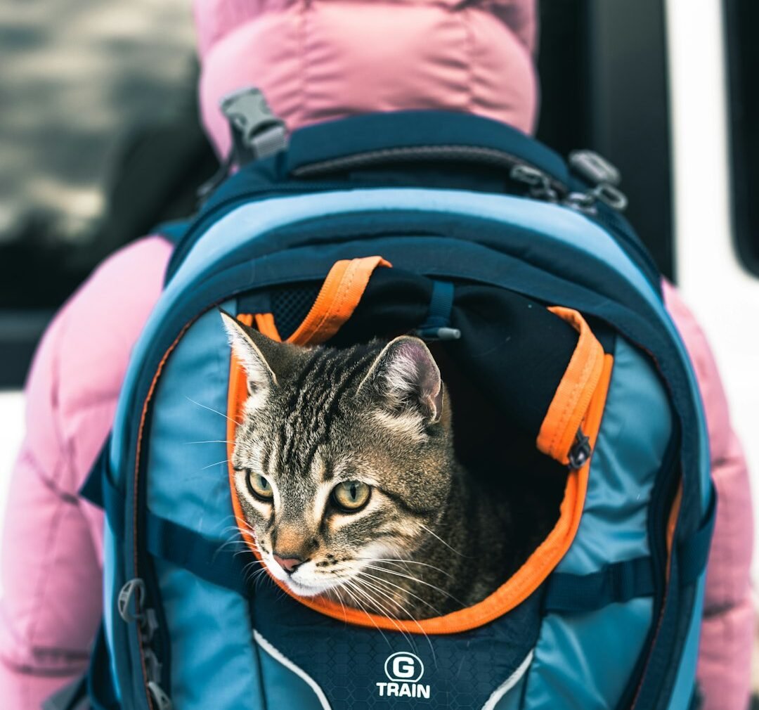 8 Most Cat Friendly Cities To Vacation In The US