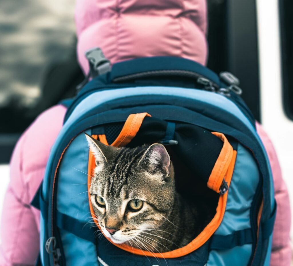 Orlando, Florida: Where Theme Parks Meet Whiskers