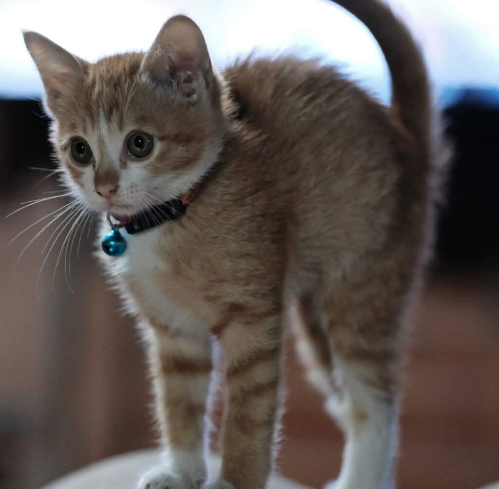 It's an Old Kitten Memory Kicking In