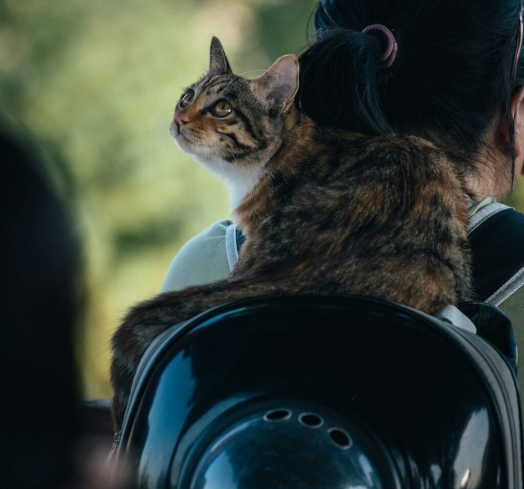 Planning Your Purrfect Getaway