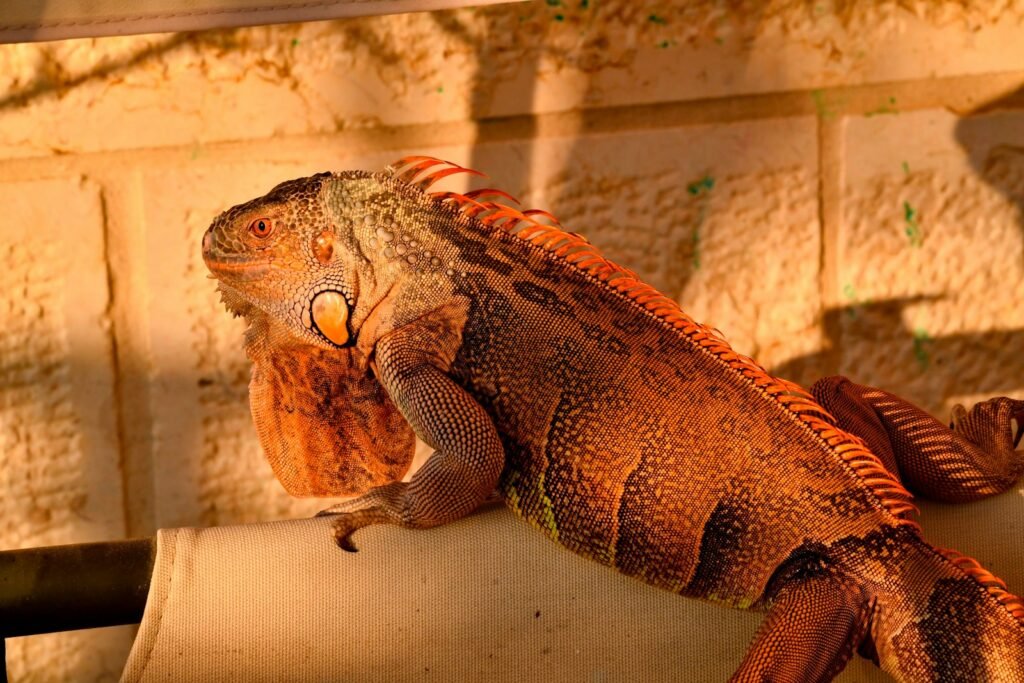 Not All Iguanas Turn Orange