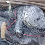 A Holiday Surprise on the River Bure