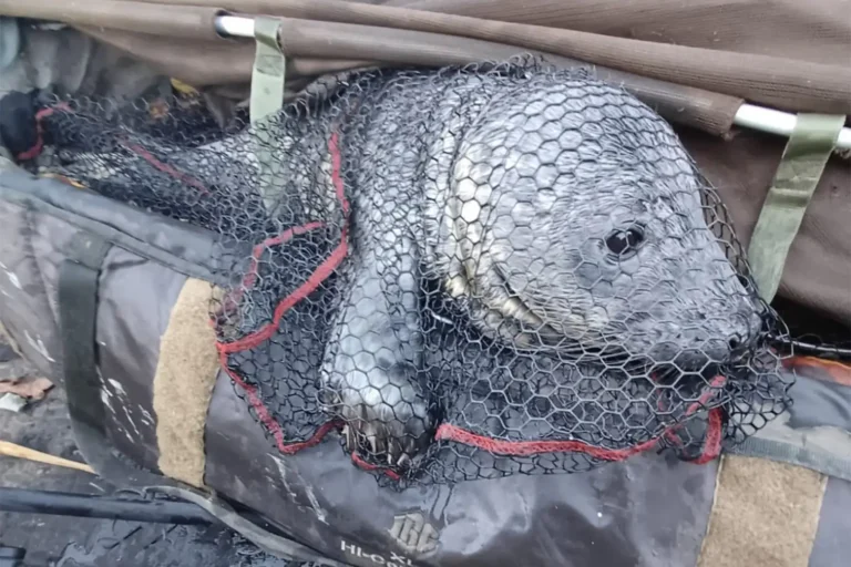 A Holiday Surprise on the River Bure