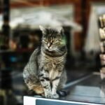 A New Sponsor for a Cat-centric Cause