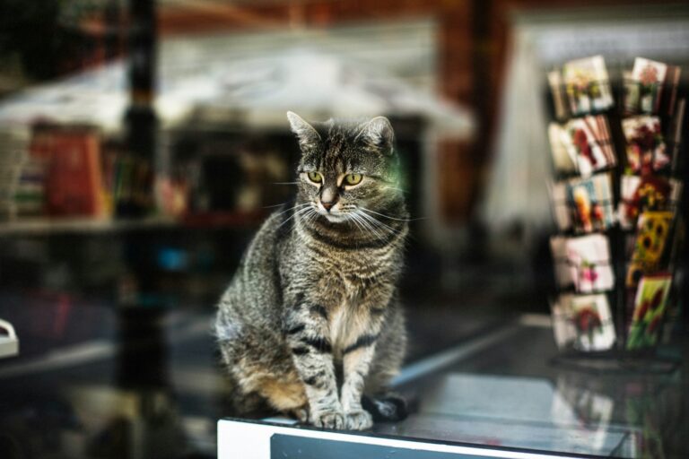 A New Sponsor for a Cat-centric Cause