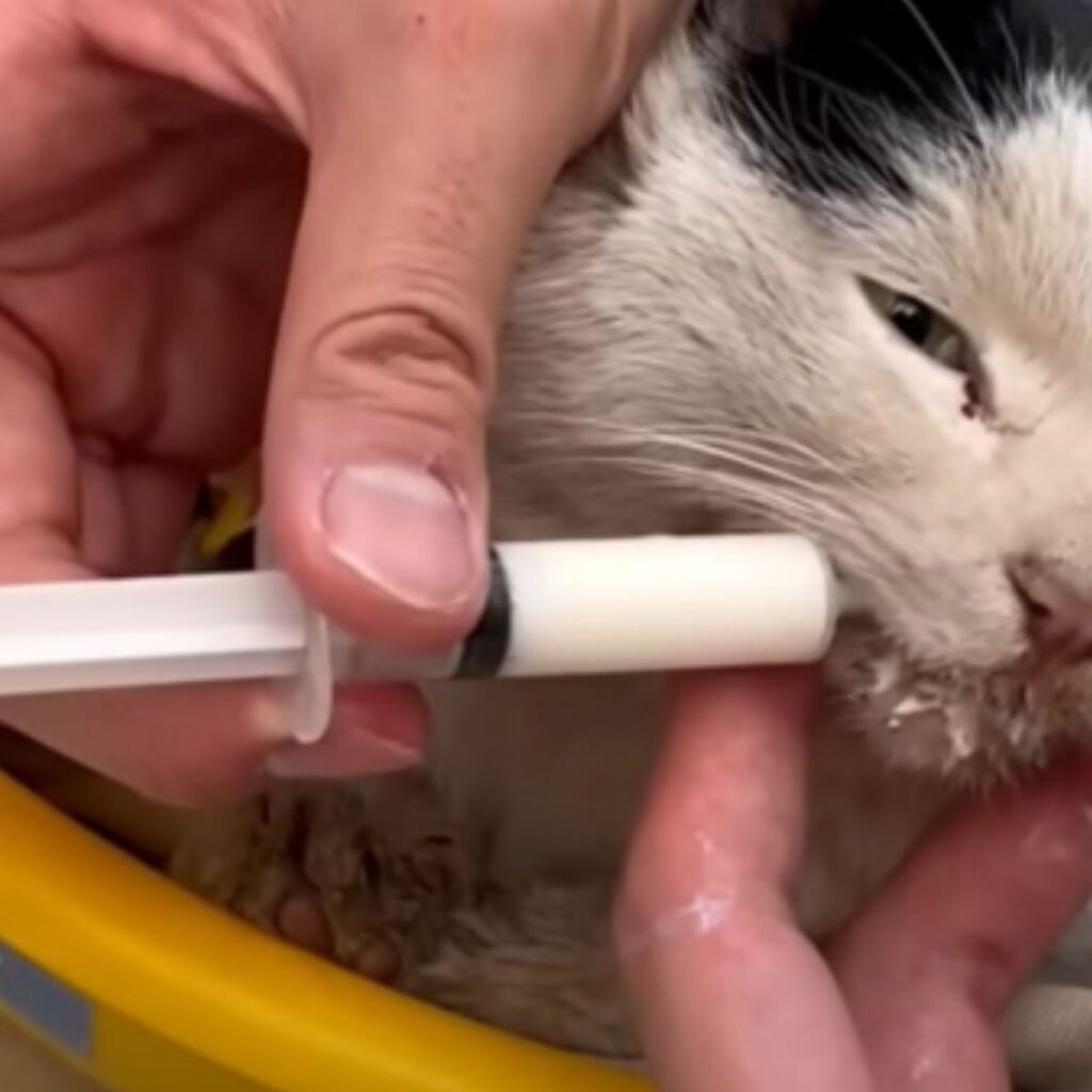 Intensive Care and Growing Bonds