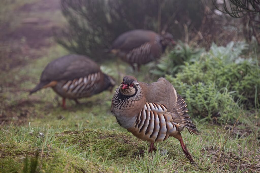 Partridge in a Pear Tree: A Ground-Dwelling Game Bird