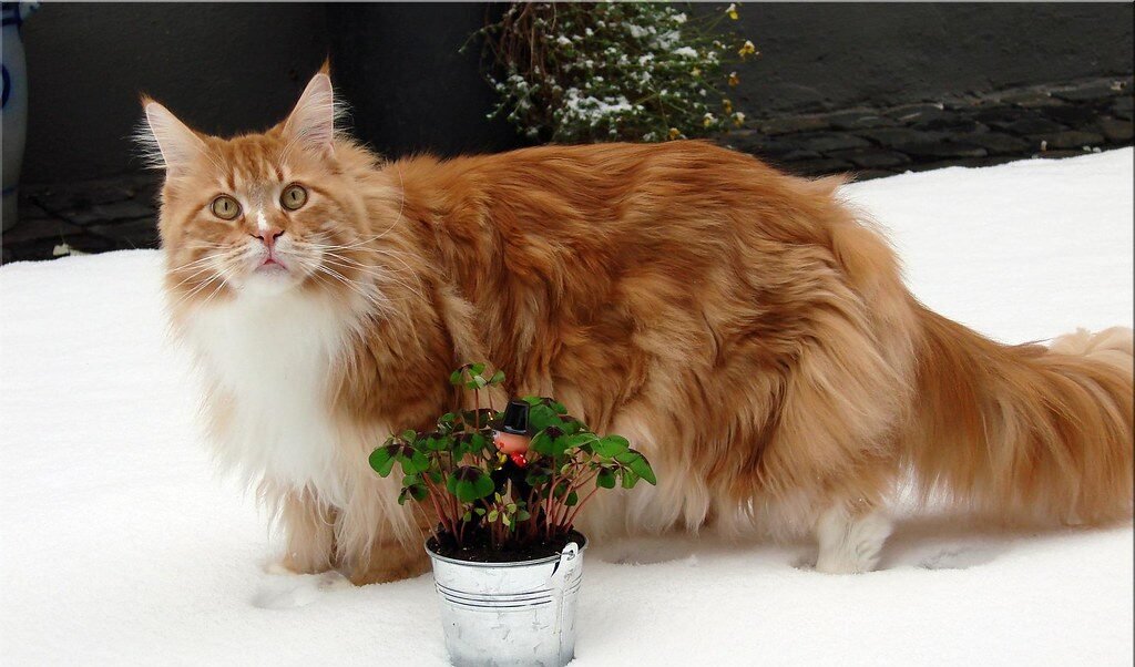 The Shiny Coat That Says All Is Well