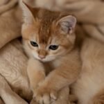 Your Cat's Kneading Is a Cozy Echo of Kittenhood and Comfort