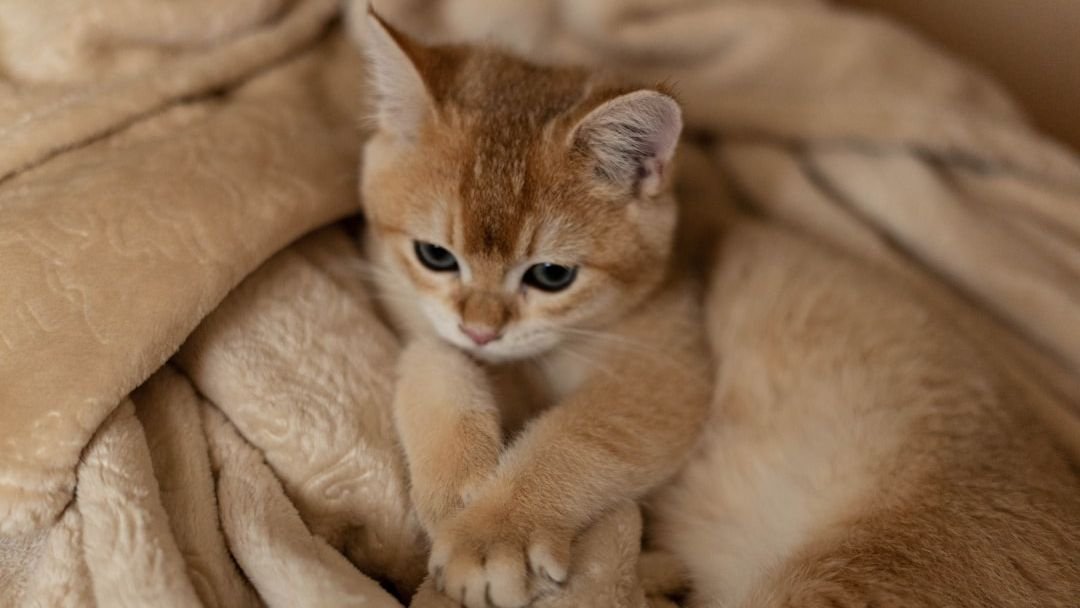 Your Cat's Kneading Is a Cozy Echo of Kittenhood and Comfort