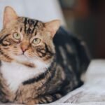 Your Cat Isn't Ignoring You; They're Just Practicing Selective Hearing (and Masterfully So)