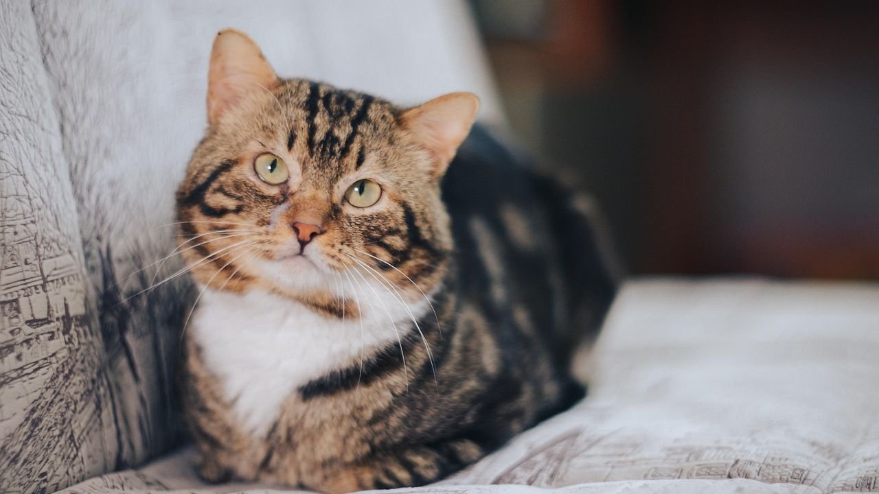 Your Cat Isn't Ignoring You; They're Just Practicing Selective Hearing (and Masterfully So)
