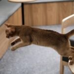Your Cat's 'Zoomies' Aren't Random; They're a Highly Organized Feline Fitness Regimen