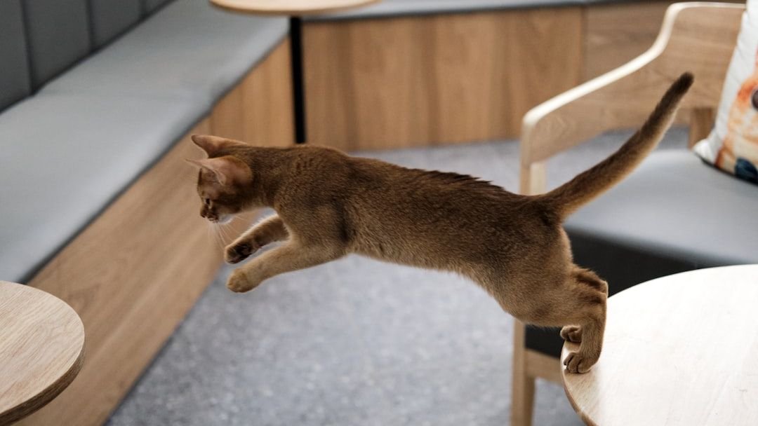 Your Cat's 'Zoomies' Aren't Random; They're a Highly Organized Feline Fitness Regimen