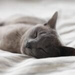 Cats Don't Just Sleep; They Enter a Deep State of Feline Contemplation