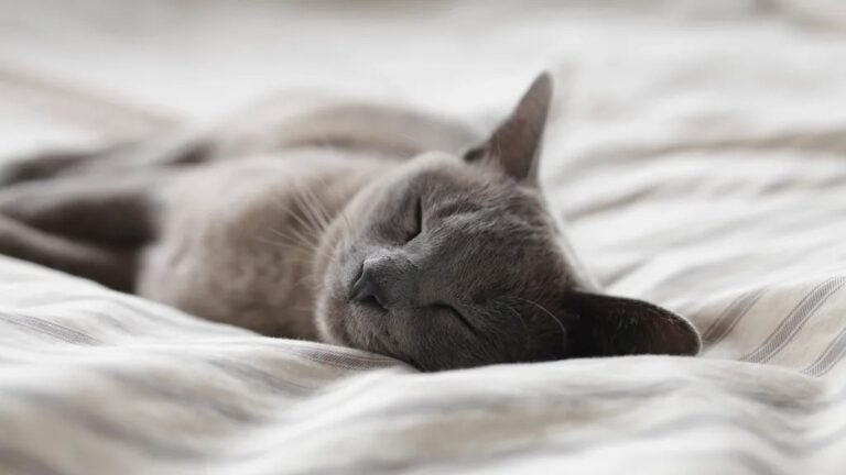 Cats Don't Just Sleep; They Enter a Deep State of Feline Contemplation