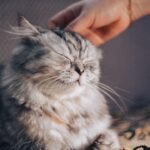 Think Your Cat Is Aloof? They're Actually Expert Communicators of Subtle Affection