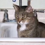 Your Cat's Bathroom Escorts: It's Not Weird, It's a Sign of Ultimate Trust