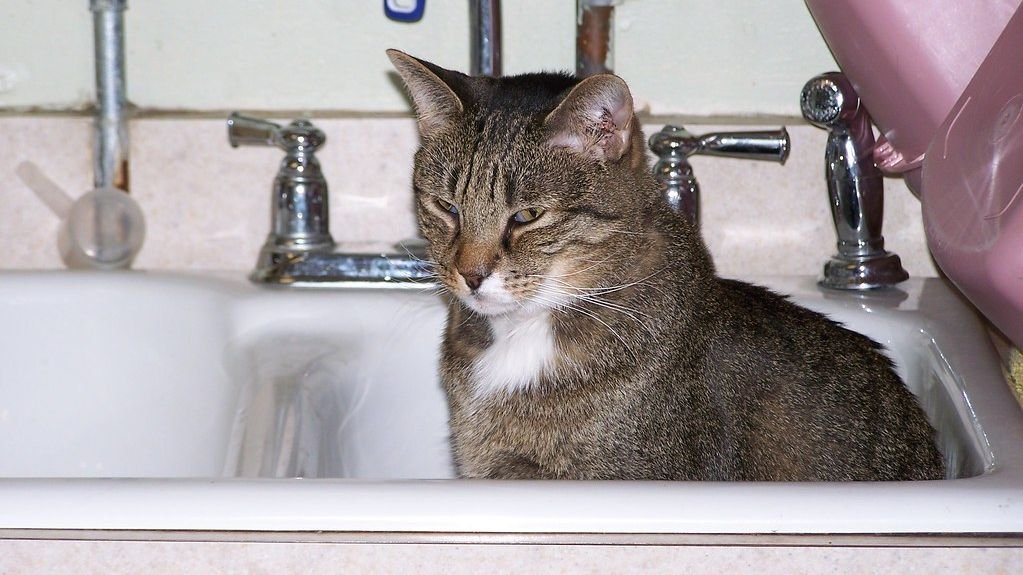 Your Cat's Bathroom Escorts: It's Not Weird, It's a Sign of Ultimate Trust