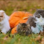 Male or Female, How to Choose the Best Cat for Your Home