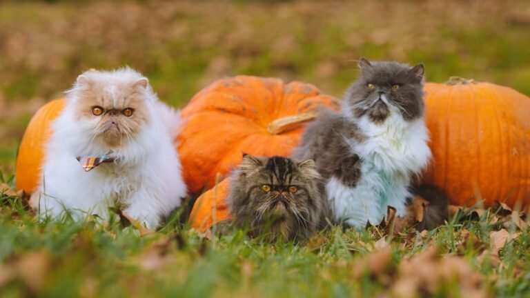 Male or Female, How to Choose the Best Cat for Your Home