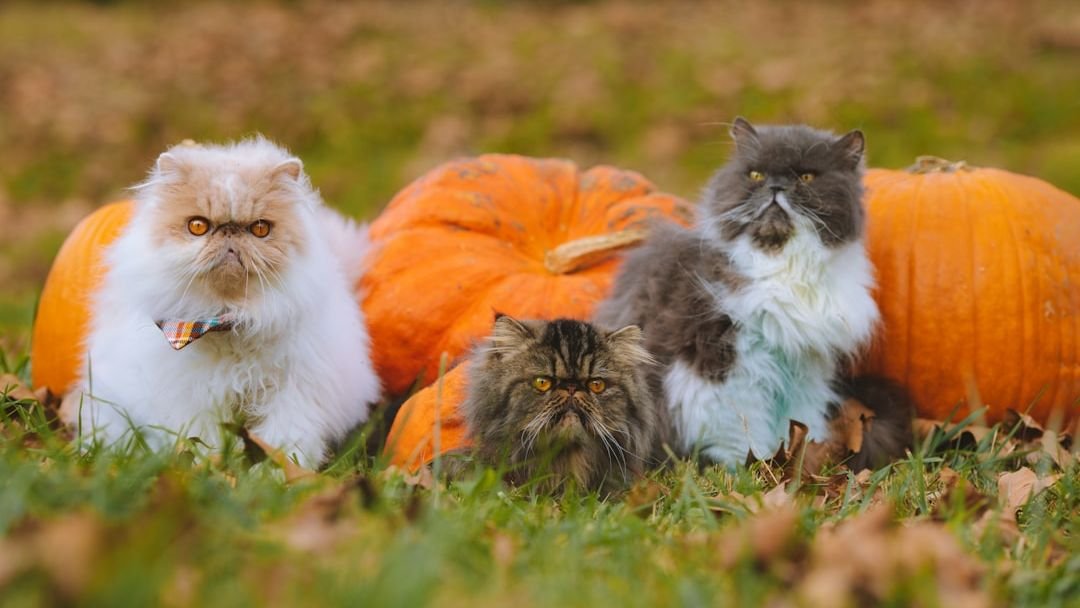 Male or Female, How to Choose the Best Cat for Your Home