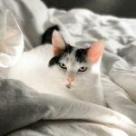 5 Ways Cats Tell Their Owners They're Going To Die Soon