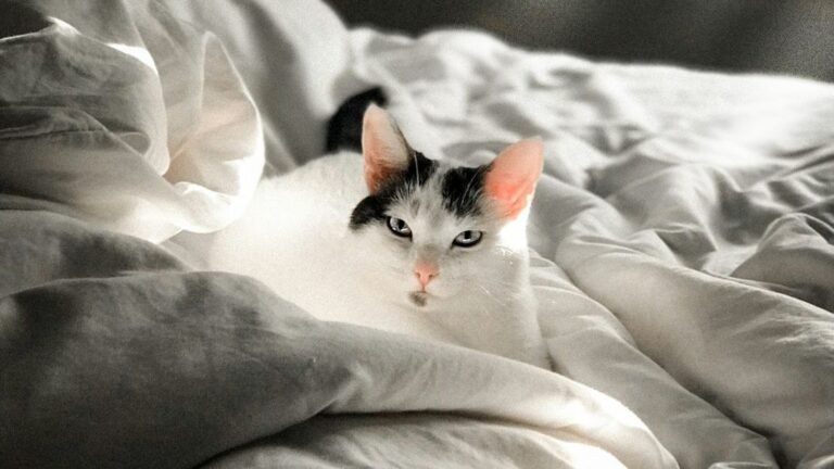 5 Ways Cats Tell Their Owners They're Going To Die Soon