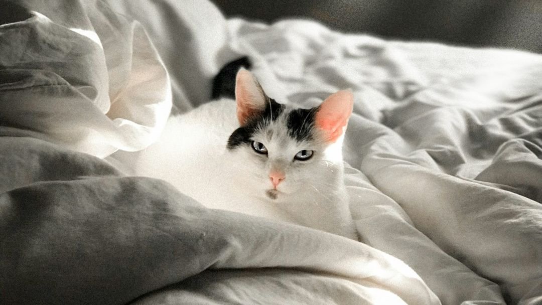 5 Ways Cats Tell Their Owners They're Going To Die Soon