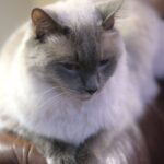 Avoid These 8 Cat Breeds If You're a Libra