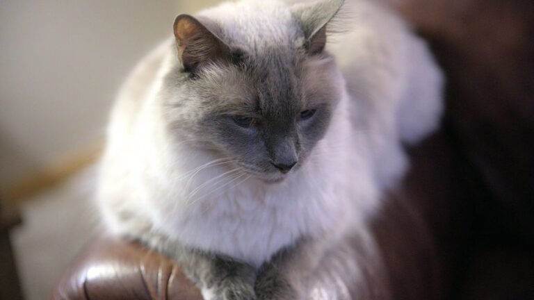 Avoid These 8 Cat Breeds If You're a Libra