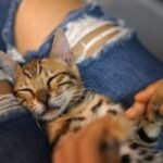 8 Ways Your Cat Secretly Shows You Unconditional Love