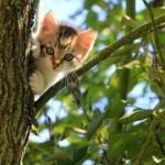 6 Subtle Ways Your Cat Asks for Affection