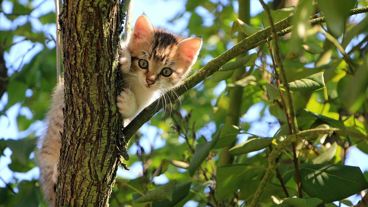 6 Subtle Ways Your Cat Asks for Affection