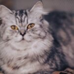 7 Harmless Behaviors That Could Hurt Your Cat's Feelings
