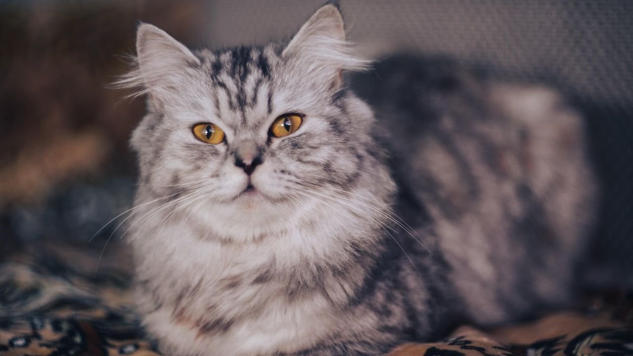 7 Harmless Behaviors That Could Hurt Your Cat's Feelings