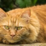 8 Cat Breeds Best Suited To A Scorpio Personality