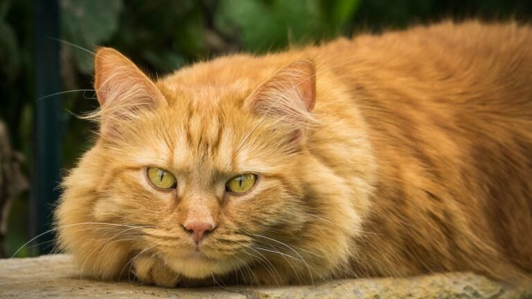 8 Cat Breeds Best Suited To A Scorpio Personality