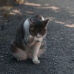 7 Unexpected Benefits of Having a Cat Over 45