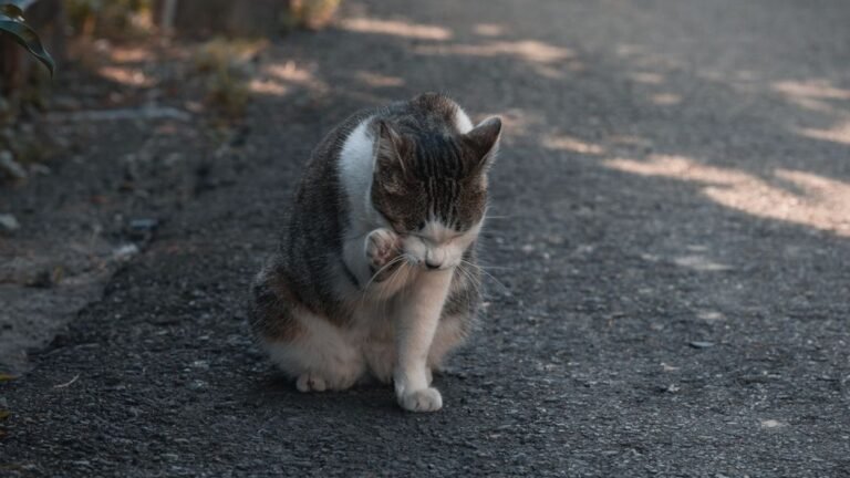 7 Unexpected Benefits of Having a Cat Over 45